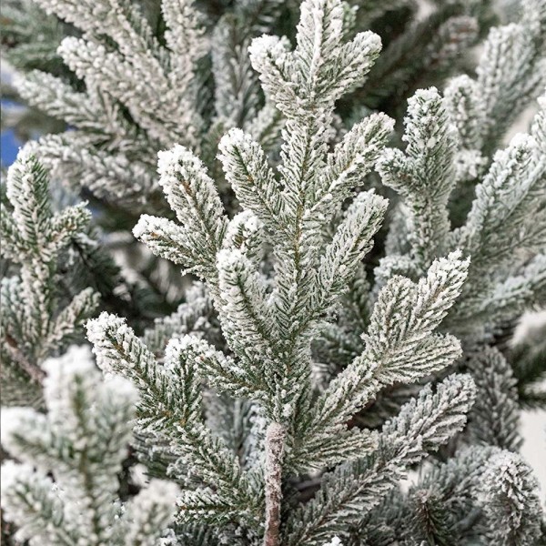 Rami e Rametti realistici innevato con fiocchi di neve bianchi in PE real Touch di un albero di Natale Nikolai Xone